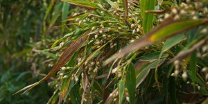 打造经济新增长点，三亚海棠湾薏米顺势突围